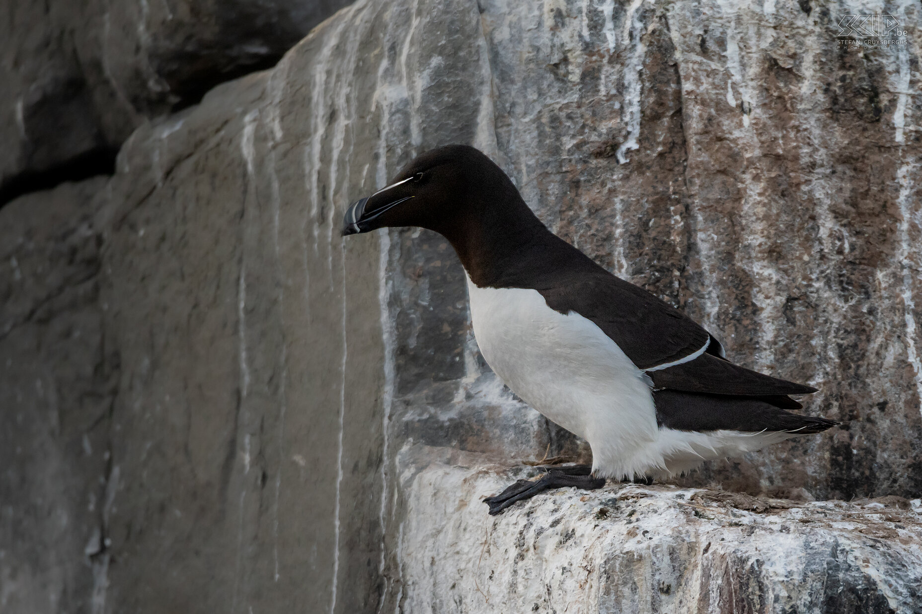 Farne Islands - Alk De alk (razorbill) heeft een witte buik en een zwarte kop, nek, rug en voeten en een dunne witte lijn strekt zich ook uit van de ogen tot het uiteinde van de snavel. In  het voorjaar broeden ze op de kliffen, maar tijdens de winter blijven ze in de wateren van de Atlantische Oceaan. Stefan Cruysberghs